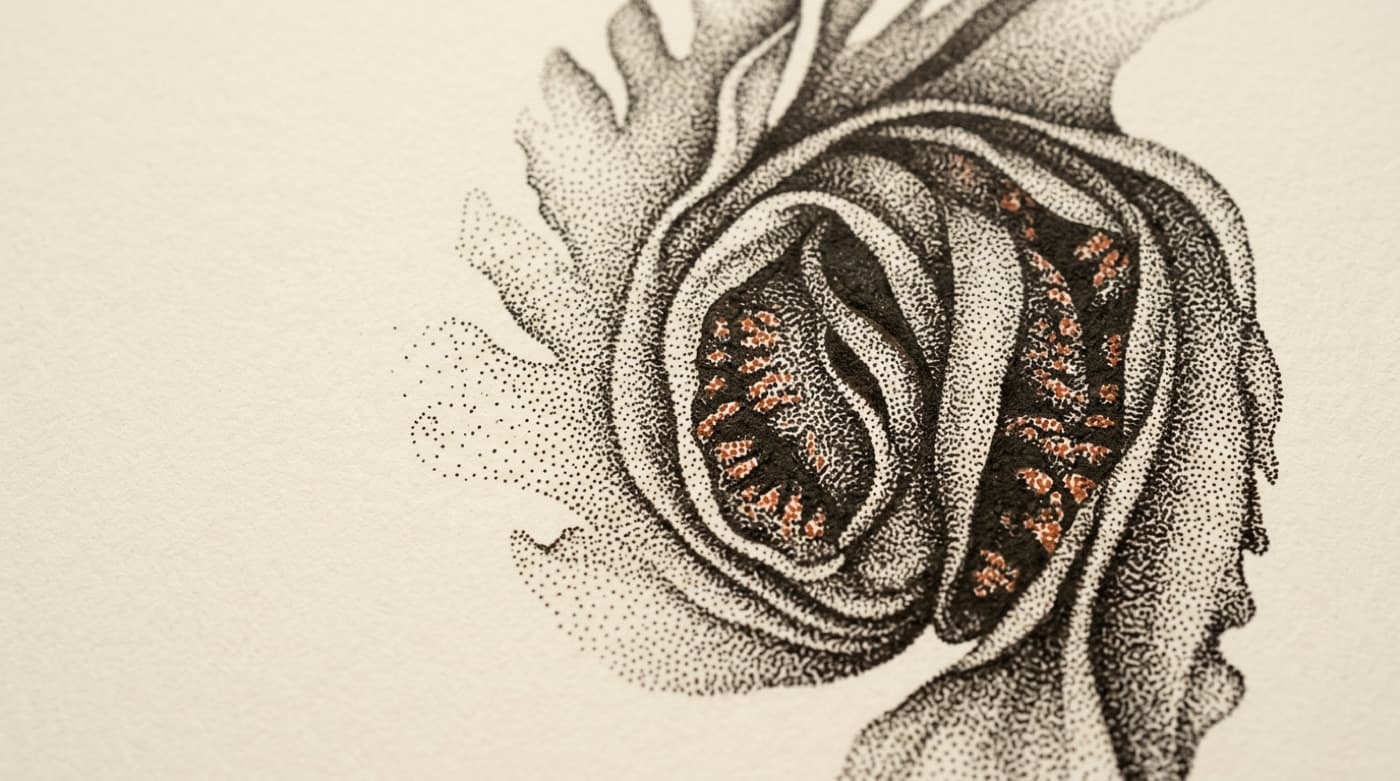 Mekabu — Undaria pinnatifida
