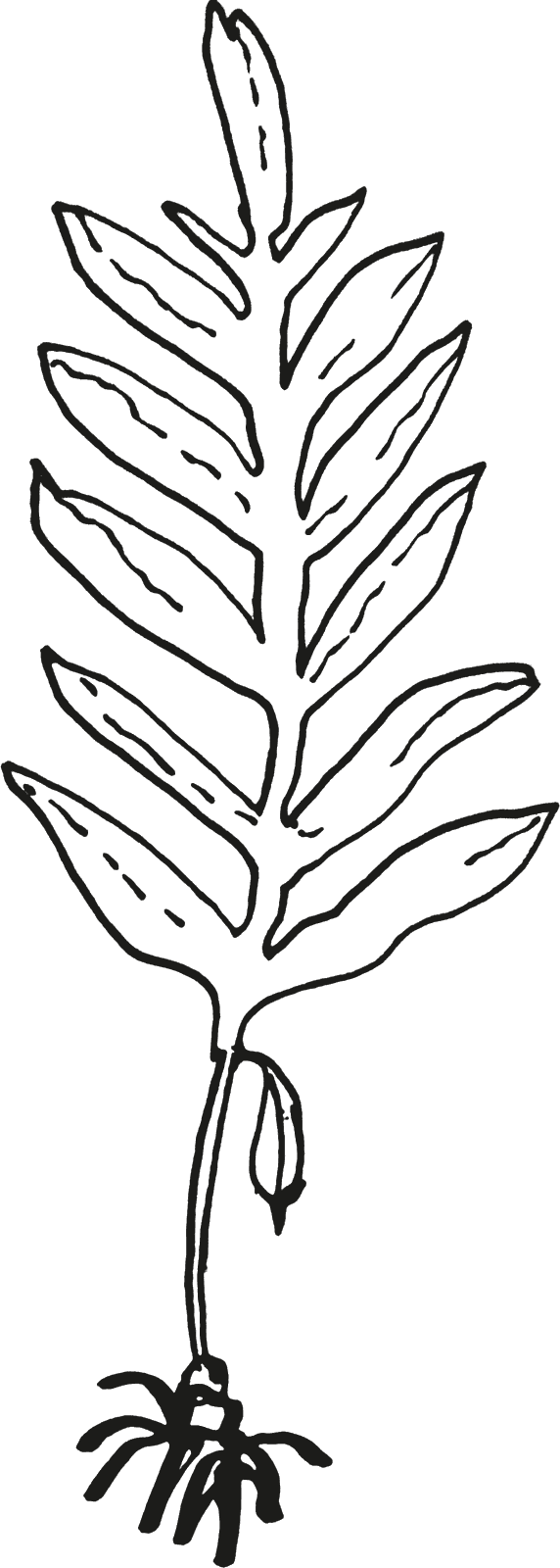 Dibujo de una planta de wakame entera: lámina, nervadura, esporofilo y grampón.
