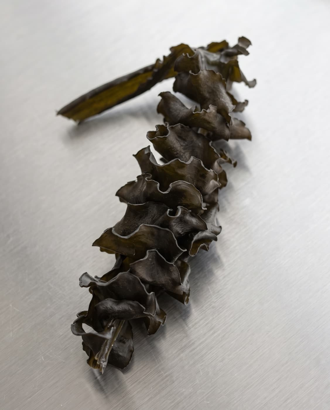 Mekabu Entero — Undaria pinnatifida